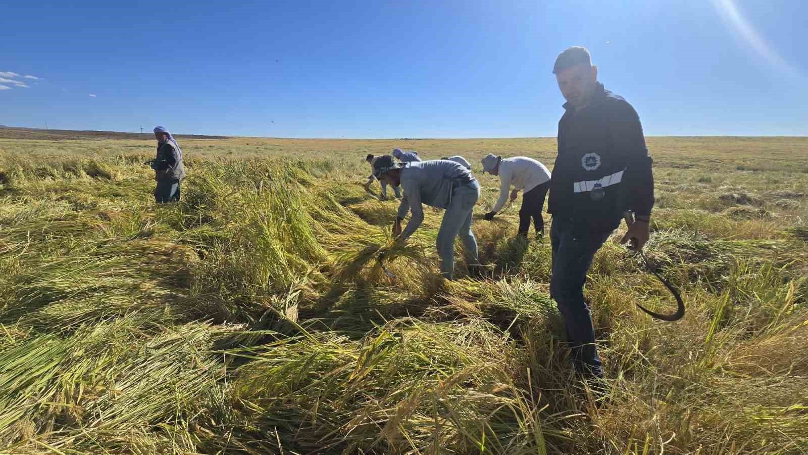 BASMATİ PİRİNCİNDE TESPİT EDİLEN KALINTILAR SONRASINDA, TÜKETİCİLER SAĞLIKLI VE GÜVENİLİR...