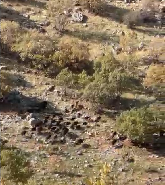 BATMAN’IN GERCÜŞ İLÇESİNE BAĞLI GÖKÇEPINAR KÖYÜ VE HİSAR KÖYÜNDE DOMUZ SÜRÜLERİ ORTAYA...