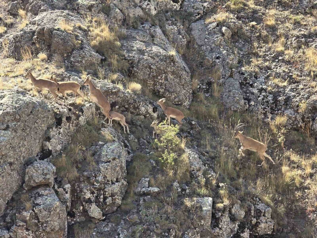 BAYBURT’UN DAĞLARINI MESKEN TUTAN YABAN KEÇİLERİ VAUK DAĞI’NDA SÜRÜ HALİNDE...