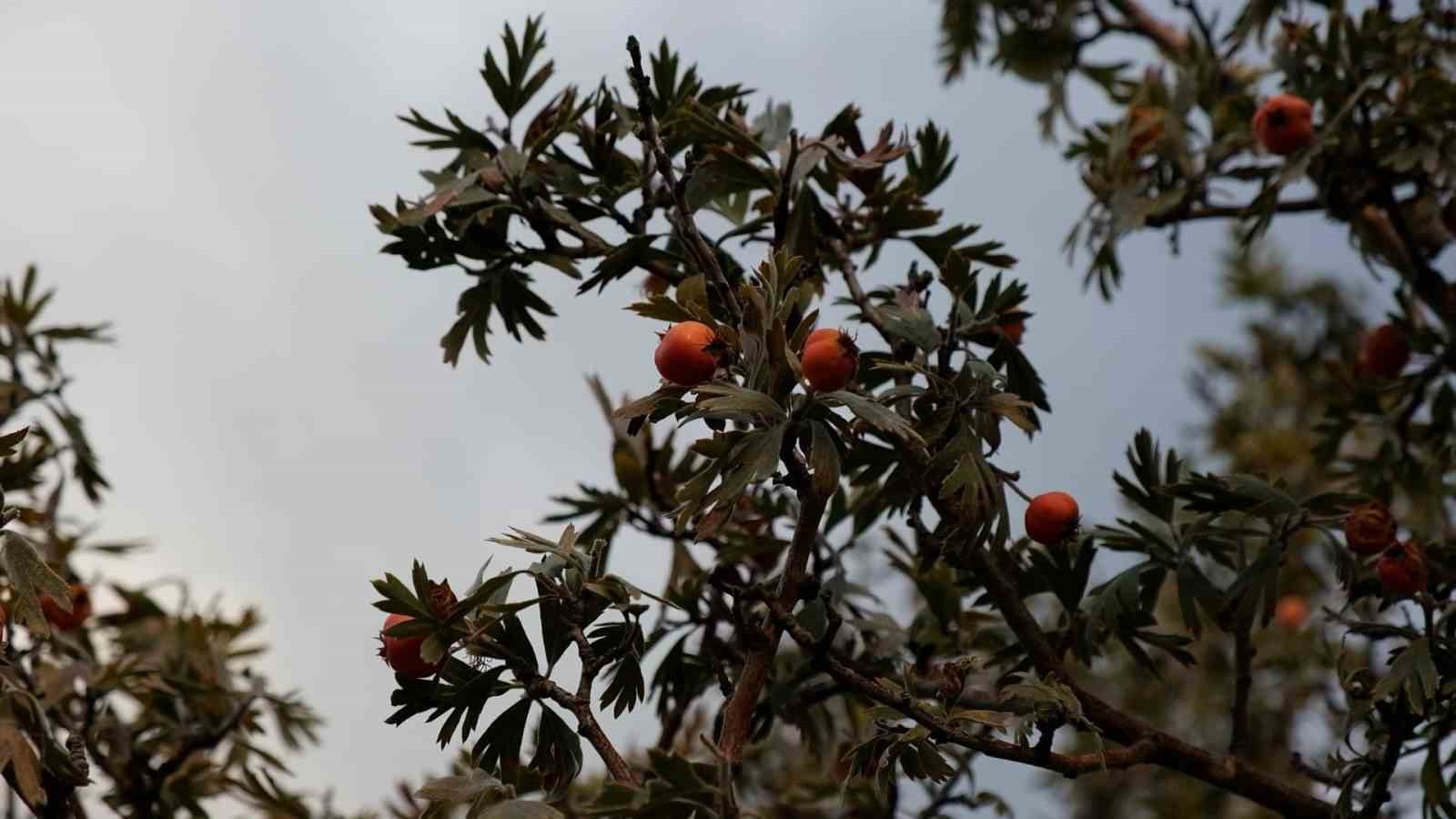BİTLİS'İN TATVAN İLÇESİNE BAĞLI YELKENLİ KÖYÜNDE ALIÇ HASADI BAŞLADI. BU YIL YAŞANAN KURAKLIK...