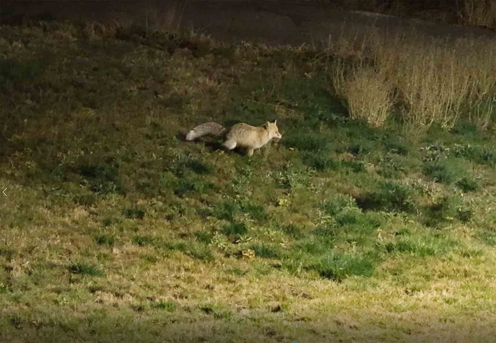 BİTLİS’TE GECE SAATLERİNDE YİYECEK ARAYAN TİLKİLERİN ŞEHİR MERKEZİNE İNDİĞİ ANLAR KAMERALARA...