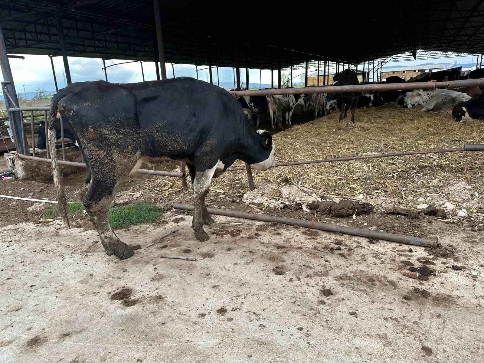 BURSA'NIN YENİŞEHİR İLÇESİNDE SÜT SIĞIRCILIĞI YAPAN MUSTAFA ARSLAN, 15 YIL ÖNCE 20 HAYVANLA...