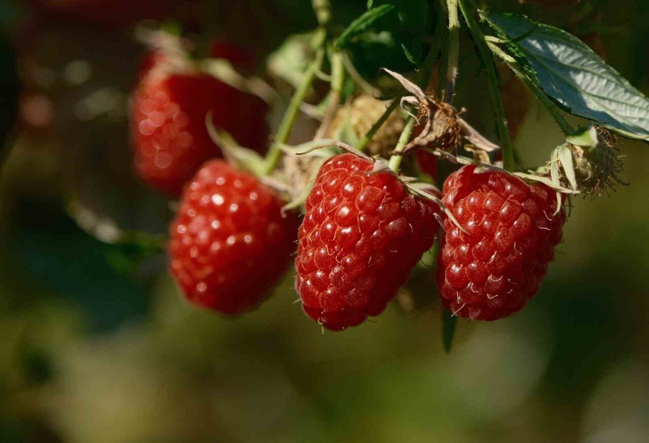 BURSA BÜYÜKŞEHİR BELEDİYESİNİN KIRSAL KALKINMAYI DESTEKLEMEK AMACIYLA BAŞLATTIĞI FİDE VE FİDAN...