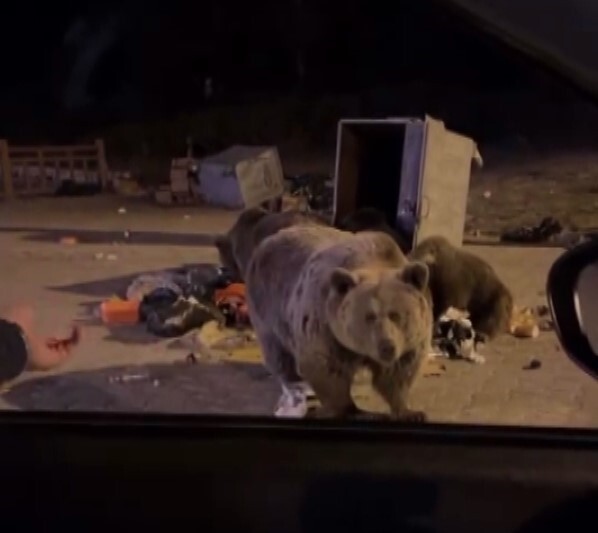 BURSA’DA KIŞ UYKUSUNA YATMAYAN AYILAR, ULUDAĞ ETEKLERİNDEKİ YERLEŞİM YERLERİNE İNEREK ÇÖP...