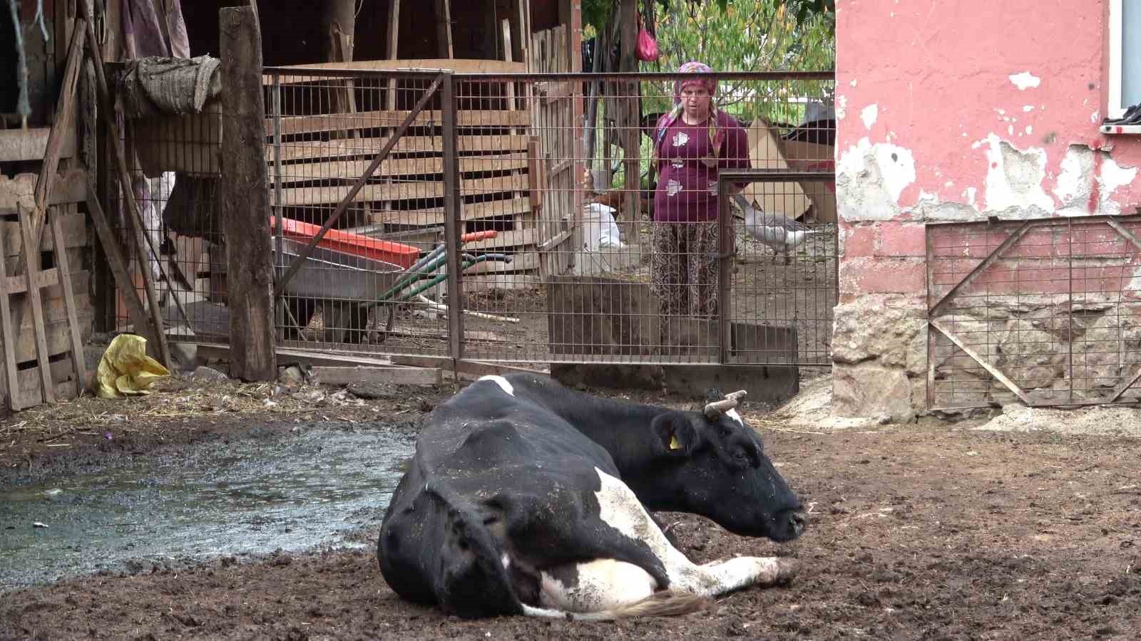 BURSA ULUDAĞ ÜNİVERSİTESİ VETERİNER FAKÜLTESİ İÇ HASTALIKLARI ANA BİLİM DALI ÖĞRETİM ÜYESİ PROF....