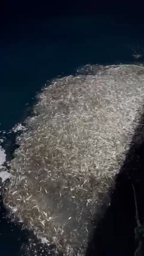 ÇANAKKALE'DE AVA ÇIKAN BALIKÇI TEKNESİ AĞLARINA TAKILAN BİNLERCE YAVRU KUPES BALIĞINI DENİZE GERİ...