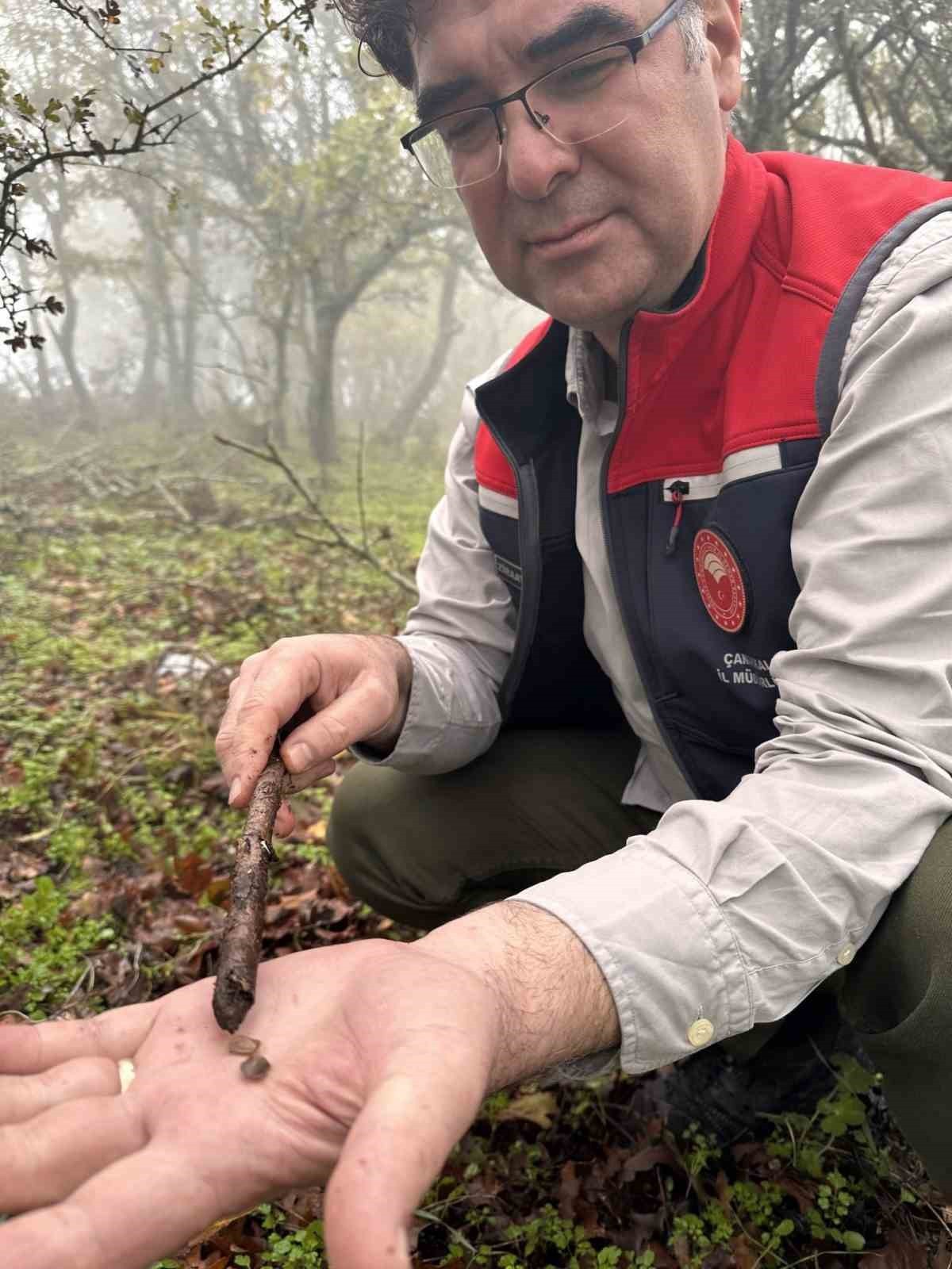 ÇANAKKALE İL TARIM VE ORMAN MÜDÜRLÜĞÜ EKİPLERİNCE HUBUBAT ZARARLISI OLAN SÜNE'YE KARŞI SAHADA...