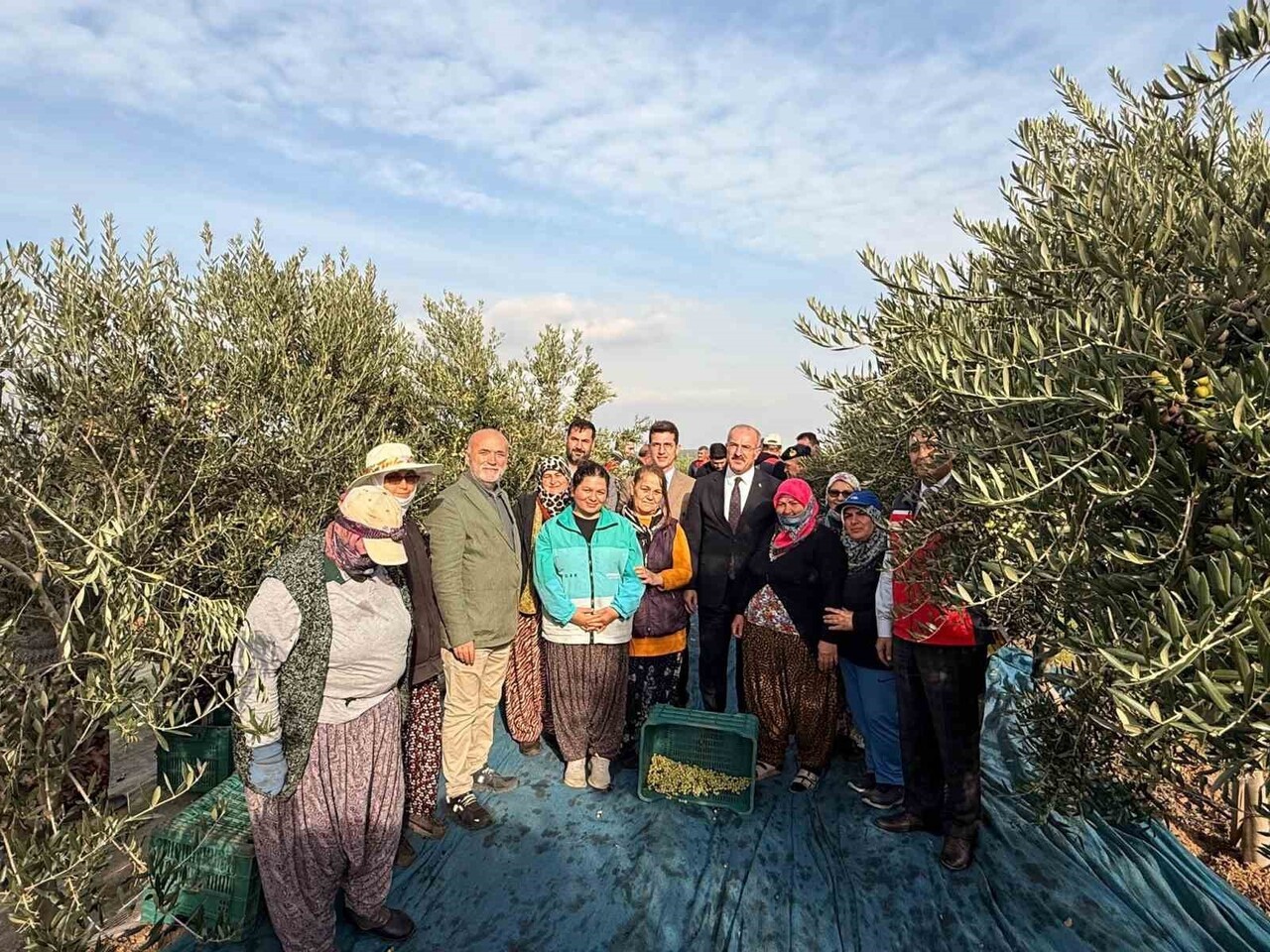 ÇANAKKALE’NİN EZİNE İLÇESİNDE BULUNAN ZEYTİN TARLASINDA İL PROTOKOLÜ İLE BERABER ZEYTİN HASADI...