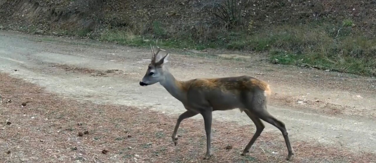ÇANKIRI'DA AVLADIĞI HAYVANI AĞZINDA TAŞIYAN VAŞAK, KARACALAR VE KURT SÜRÜSÜ FOTOKAPAN KAMERALARINA...