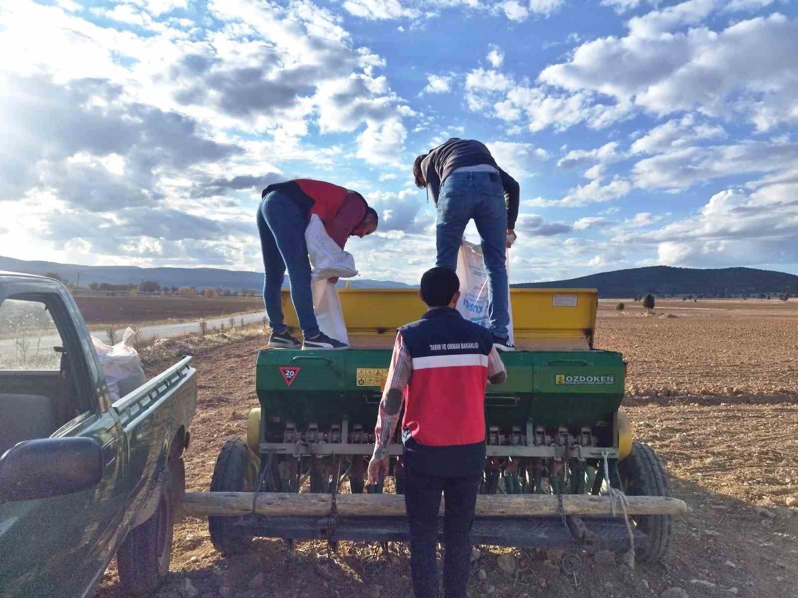 ÇAVDARHİSAR’DA BUĞDAY VE TRİTİKALE TOHUMLARININ EKİMİ YAPILDI