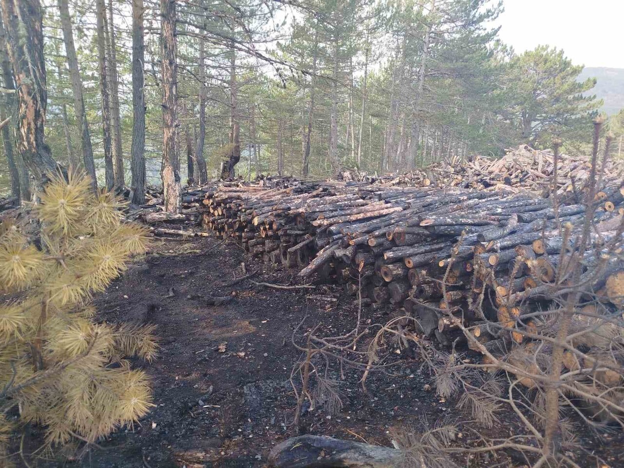ÇORUM’UN İSKİLİP İLÇESİNDE, ORMAN BÖLGESİNDEKİ KESİM ALANINDA ÇIKAN YANGINDA YAKLAŞIK 80 STER ÇAM...