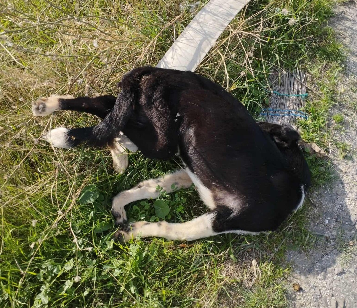 DENİZLİ’NİN BULDAN İLÇESİNDE YOL KENARINDA ÇOK SAYIDA KÖPEK ÖLÜSÜ BULUNDU.