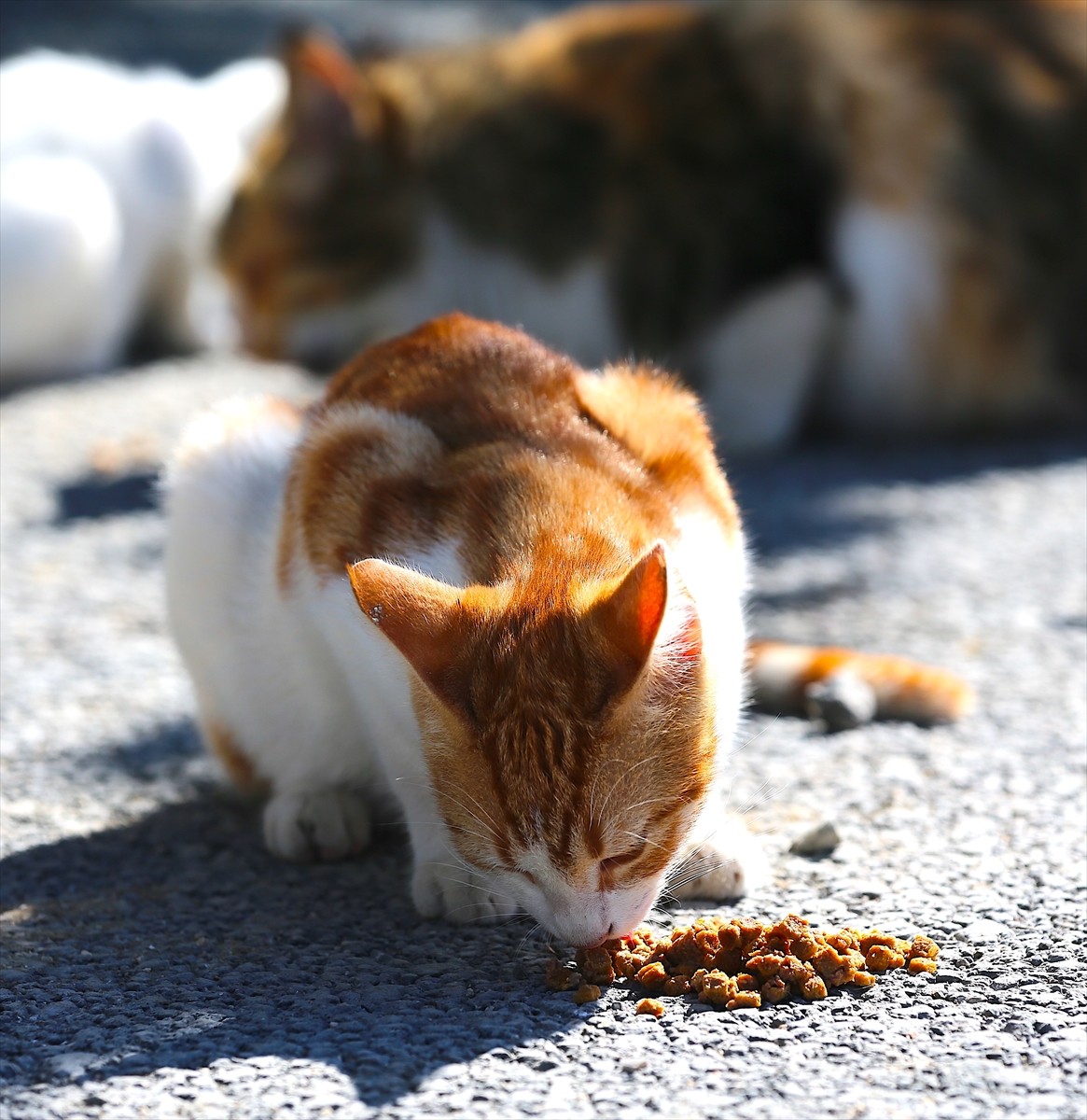 Depremlerden etkilenen Hatay'da iki çocuk annesi Canan Göçmen, çok sayıda sahipsiz kedinin...