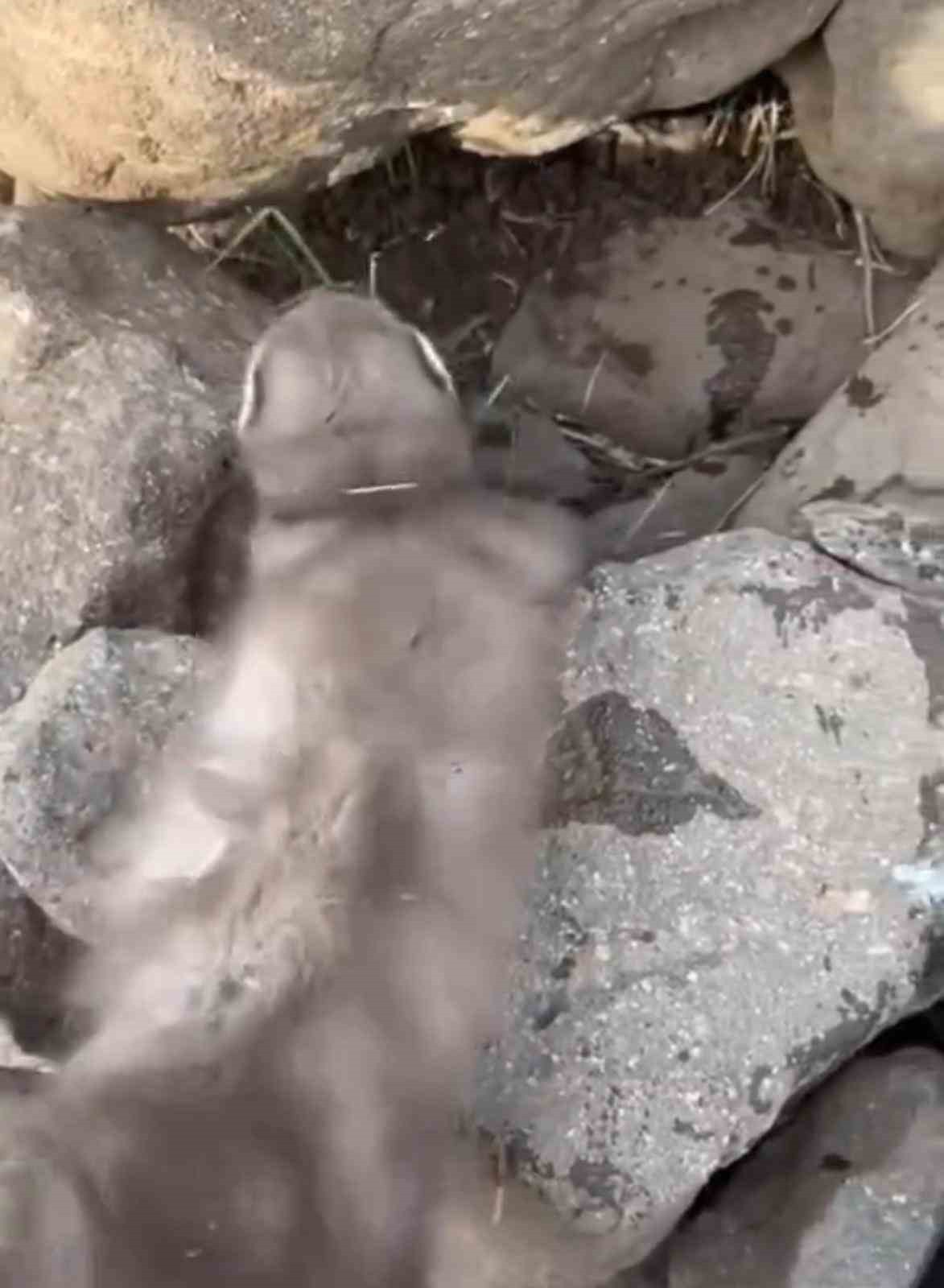 DİYARBAKIR'IN ÇINAR İLÇESİNDE VATANDAŞLAR TARAFINDAN BİTKİN HALDE BULUNAN GELİNCİK...