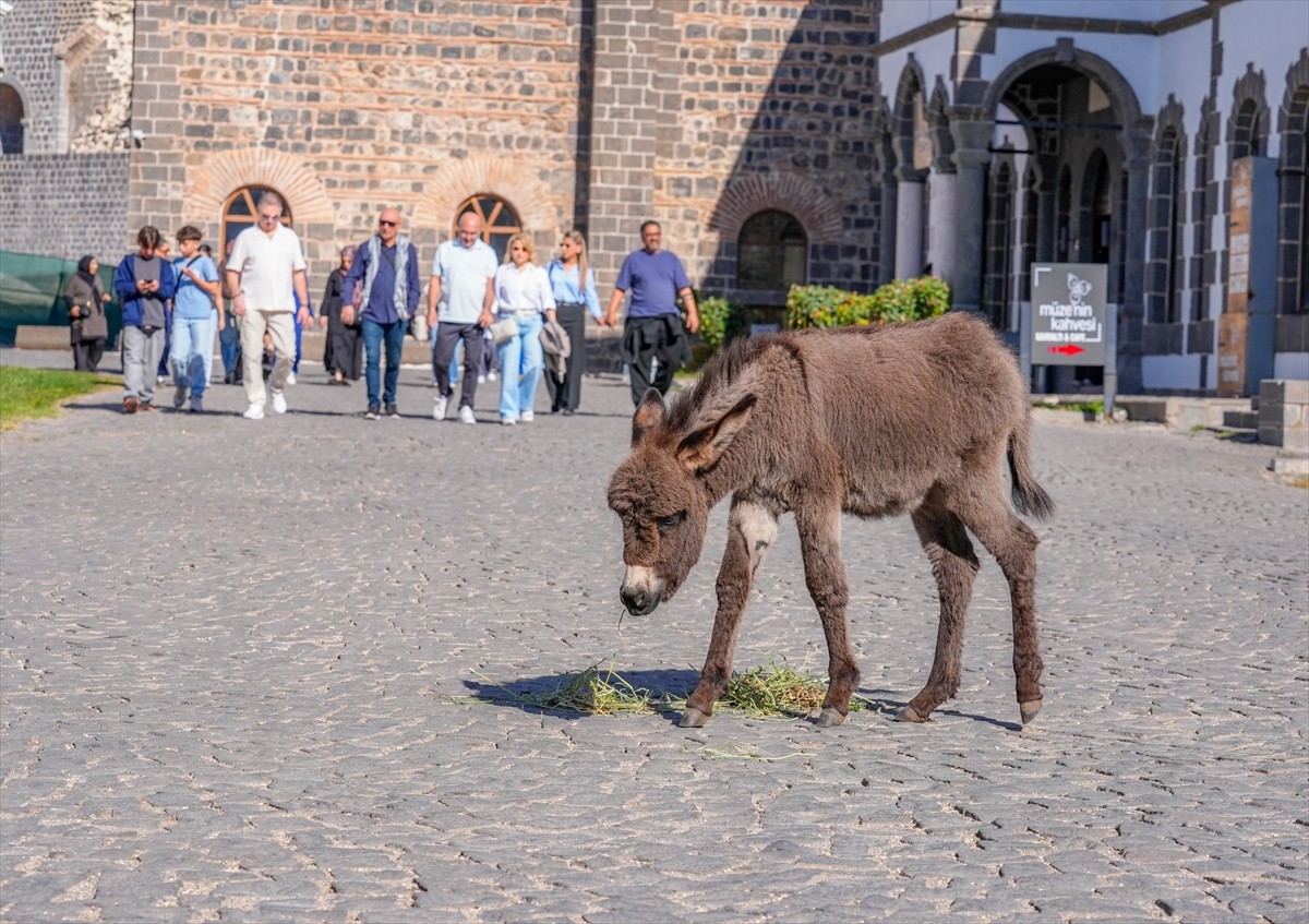 Diyarbakır'ın merkez Sur ilçesinde İçkale Müze Kompleksi'nde koruma altına alınan sıpa "Midas"...