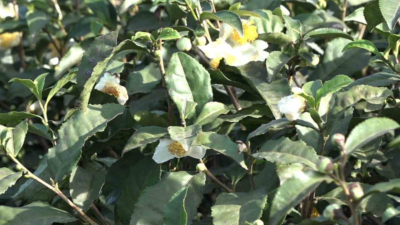 DOĞU KARADENİZ BÖLGESİNİN GEÇİM KAYNAĞI ÇAY YENİ ÜRÜNÜ OLAN VE KİLOSU 6 BİN TL’DEN SATILAN ‘ÇAY...