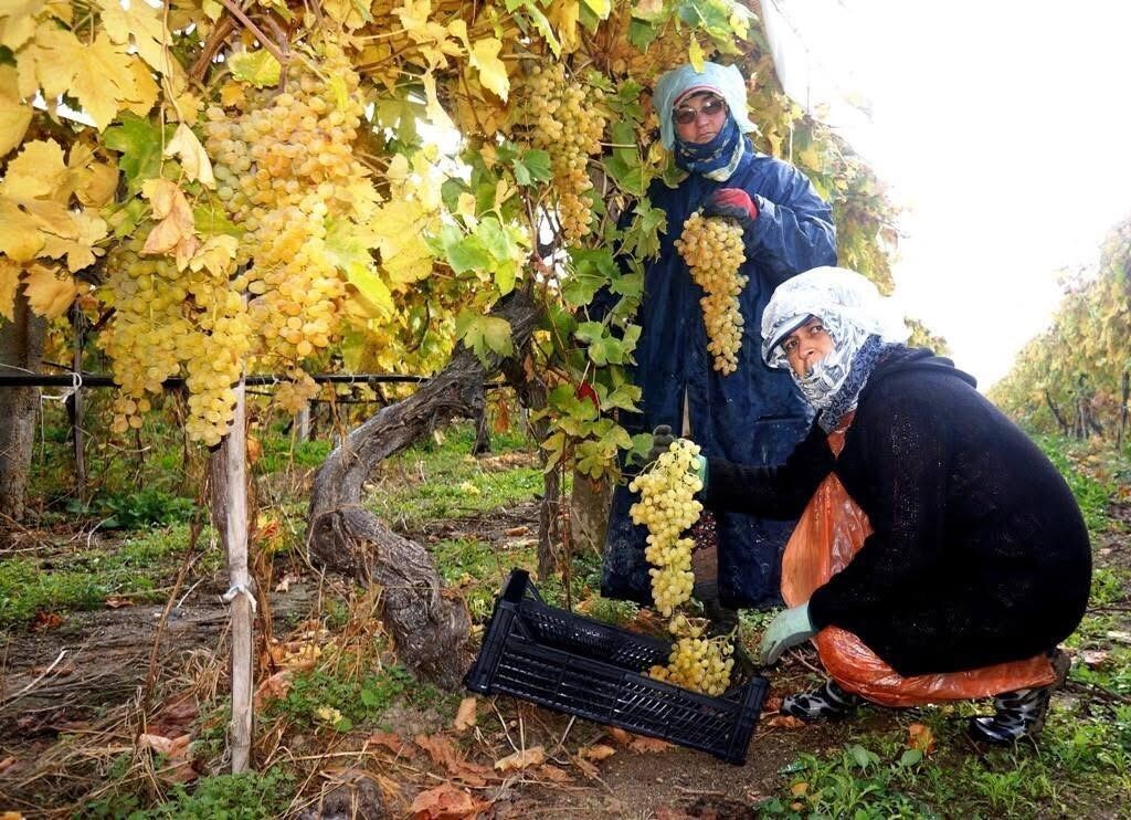 DÜNYACA ÜNLÜ SULTANİ ÇEKİRDEKSİZ ÜZÜMÜNÜN YETİŞTİRİLDİĞİ MANİSA'NIN SARIGÖL İLÇESİNDE KIŞ AYLARINA...