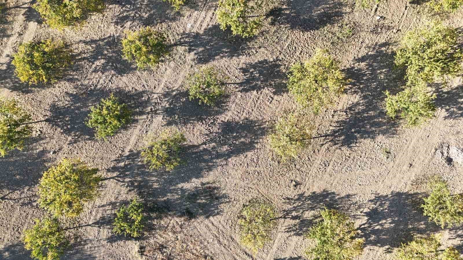 DÜNYADAKİ KURU KAYISI ÜRETİMİNİN BÜYÜK BÖLÜMÜNÜN KARŞILANDIĞI MALATYA’DA NİSAN AYINDA ETKİLİ OLAN...