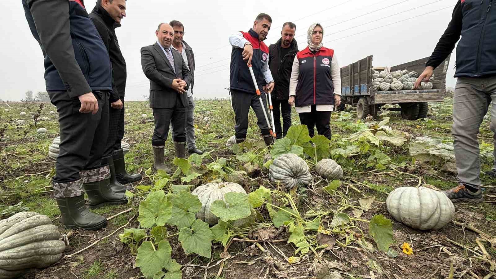 DÜZCE'NİN COĞRAFİ İŞARETLİ ÜRÜNLERİNDEN OLAN KESTANE KABAĞININ HASADINA BAŞLANDI. GÖLYAKA İLÇESİNE...