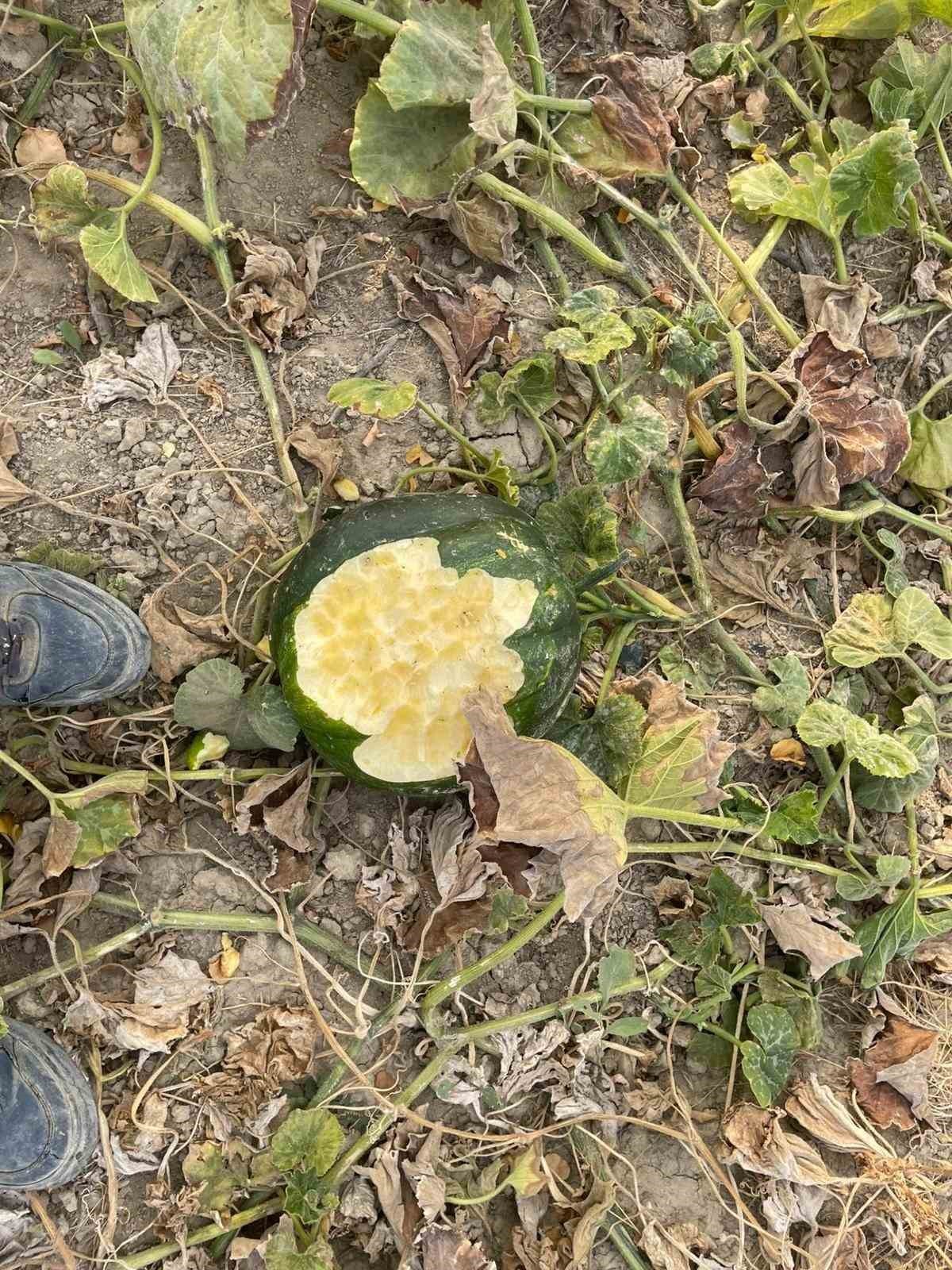 ELAZIĞ'DA BAHÇELER YABAN DOMUZLARININ İSTİLASINA UĞRADI