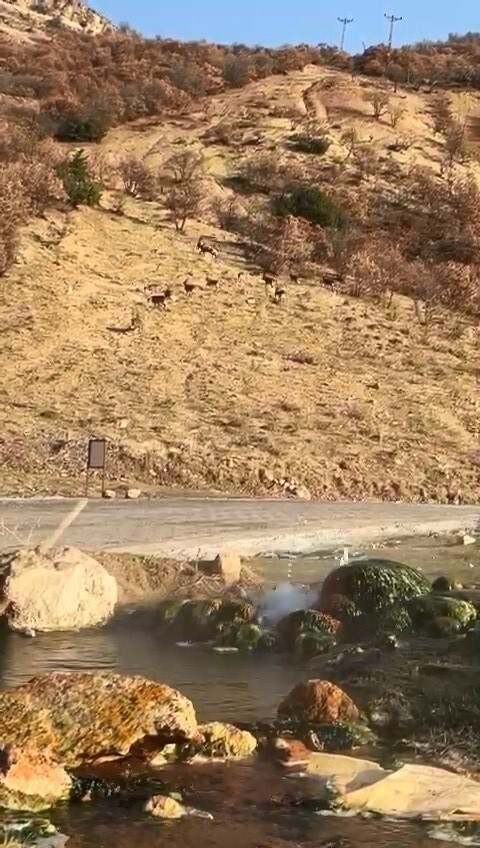 ELAZIĞ'IN KARAKOÇAN İLÇESİNDE KORUMA ALTINDAKİ DAĞ KEÇİLERİ YİYECEK ARARKEN...