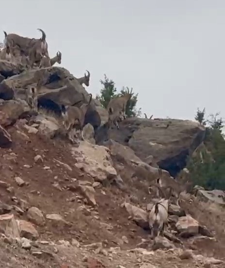 ELAZIĞ'IN PALU İLÇESİNDE KORUMA ALTINDAKİ DAĞ KEÇİLERİ SÜRÜ HALİNDE GÖRÜNTÜLENDİ.