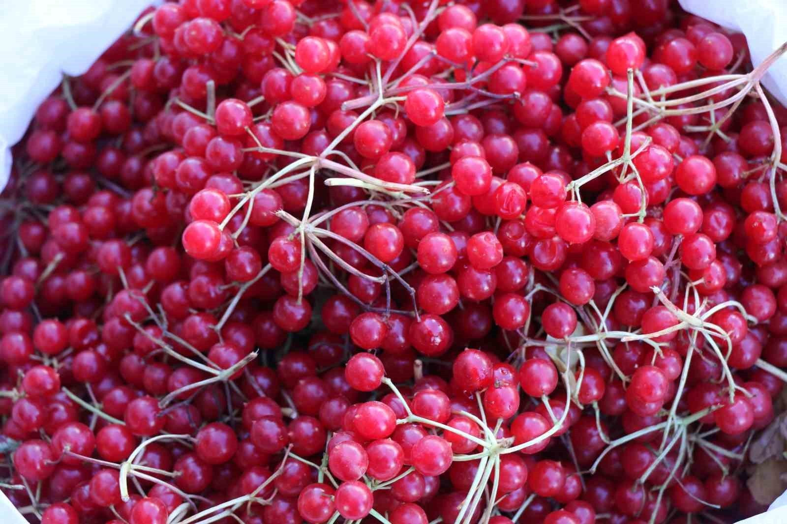 ERZİNCAN’DA DOĞAL ŞİFA KAYNAĞI OLARAK BİLİNEN GİLABURU MEYVESİ TEZGÂHLARDAKİ YERİNİ...