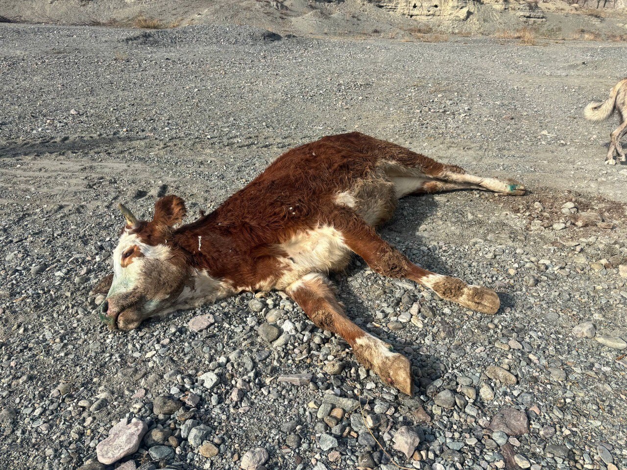 ERZİNCAN’DA TEHLİKELİ SORUMSUZLUK: ŞAPLI HAYVANLAR MERAYA ATILDI