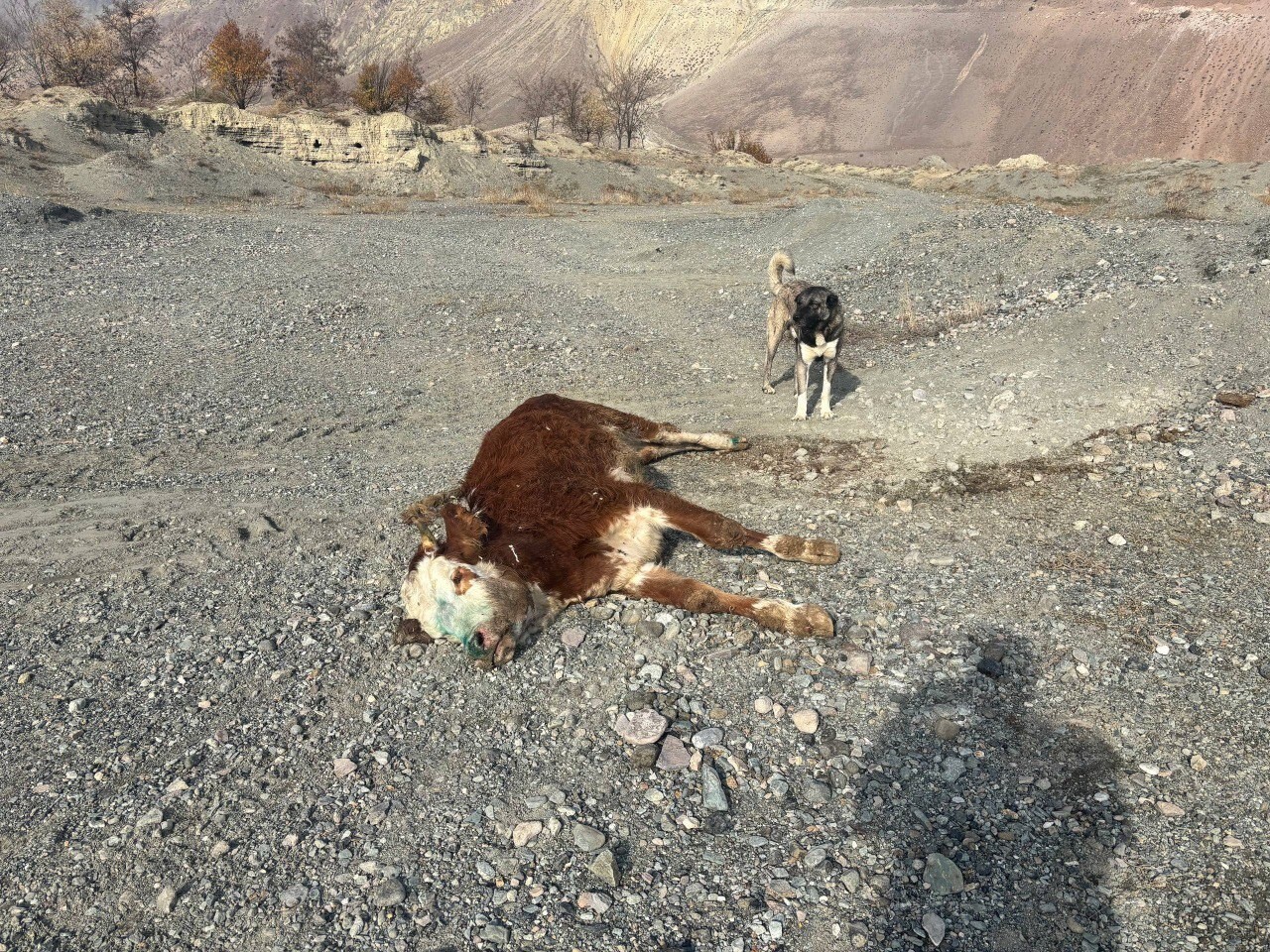 ERZİNCAN’DA TEHLİKELİ SORUMSUZLUK: ŞAPLI HAYVANLAR MERAYA ATILDI