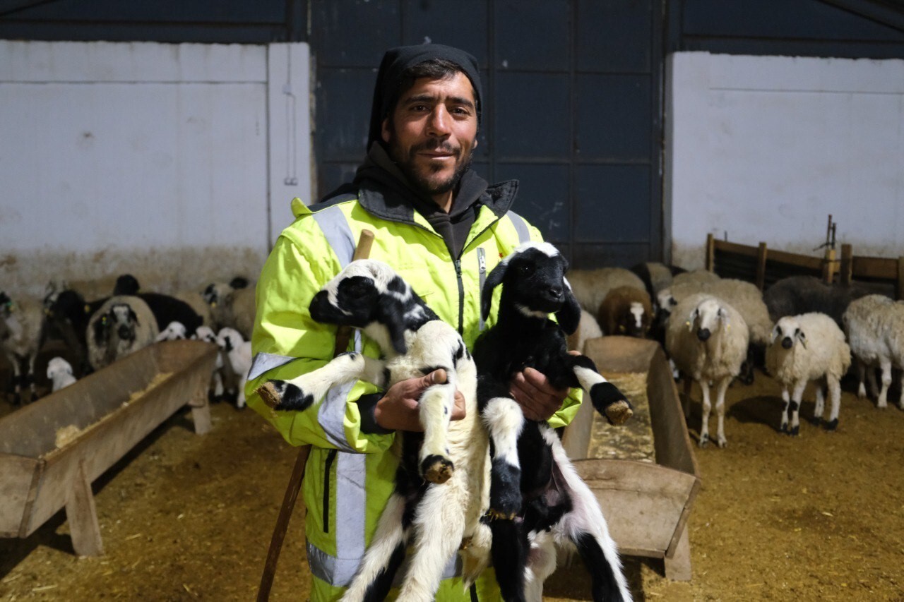 ERZİNCAN’DA YILIN İLK KUZULARI DOĞDU: ÜRETİCİLERİN UMUDU TAZELENDİ