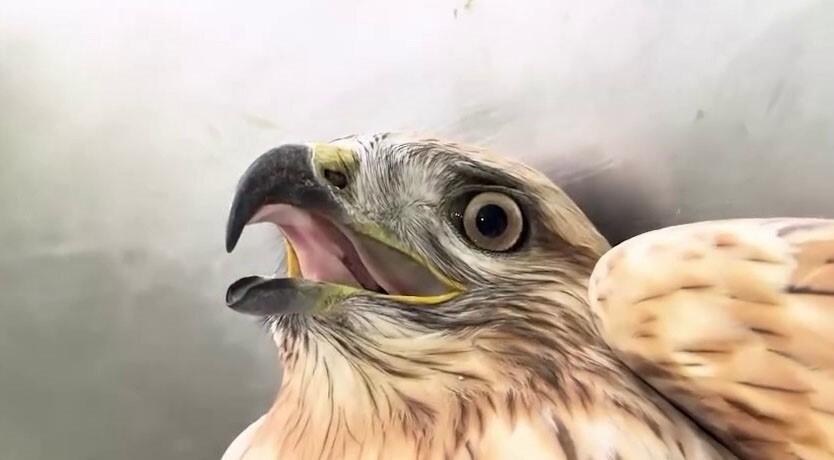 ERZURUM’DA BİTKİN HALDE BULUNAN BİR KIZIL ŞAHİN, GEREKLİ BAKIM VE BESLENMESİNDEN SONRA SAĞLIĞINA...