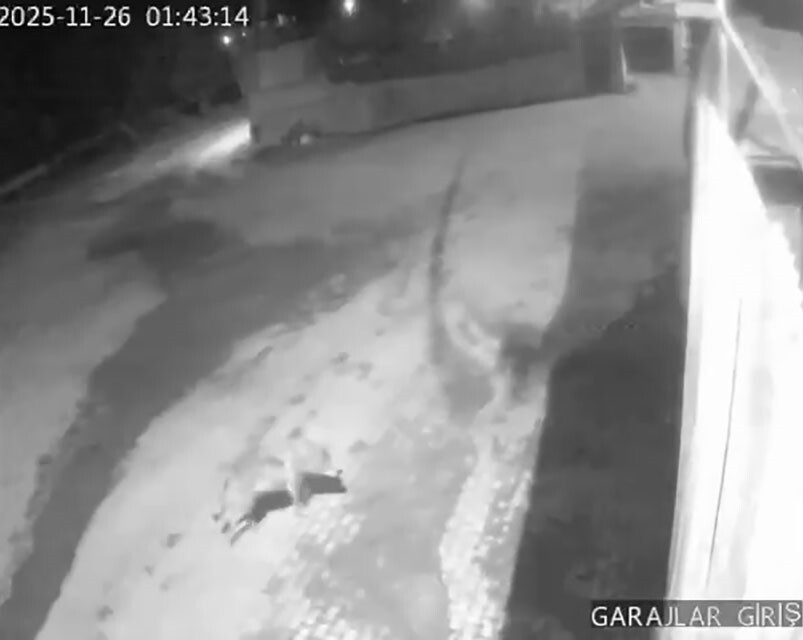 ERZURUM’UN AŞKALE İLÇESİNE BAĞLI KARAHASAN KÖYÜ'NDE AÇ KALAN KURTLAR GECE SAATLERİNDE YERLEŞİM...