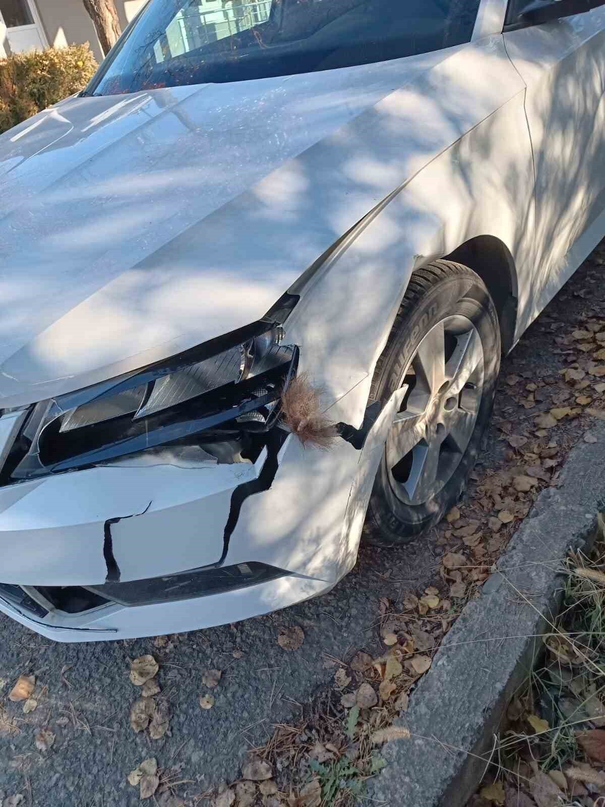 ERZURUM’UN İSPİR İLÇESİNDE YOLA ÇIKAN BOZ AYI OTOMOBİLDE HASARA NEDEN OLDU.