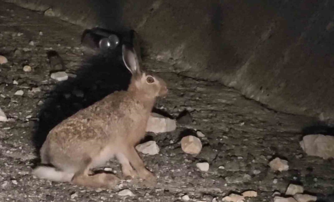 ERZURUM’UN UZUNDERE İLÇESİNDE YABANİ TAVŞAN GÖRÜNTÜLENDİ.