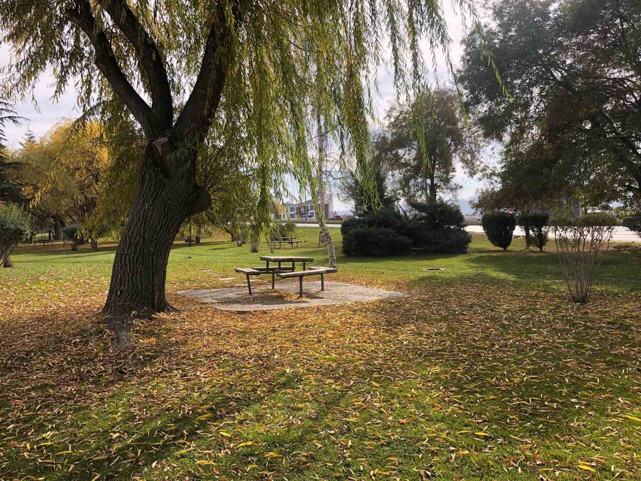 ESKİŞEHİR'DE SONBAHAR DÖNEMİNE GİRİLMESİYLE BİRLİKTE AĞAÇLARDAN DÖKÜLEN YAPRAKLARIN ZEMİN ÜZERİNDE...