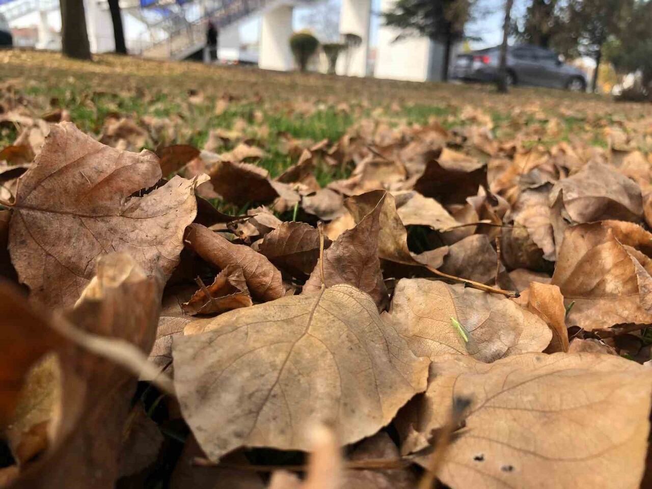 ESKİŞEHİR'DE SONBAHAR DÖNEMİNE GİRİLMESİYLE BİRLİKTE AĞAÇLARDAN DÖKÜLEN YAPRAKLARIN ZEMİN ÜZERİNDE...