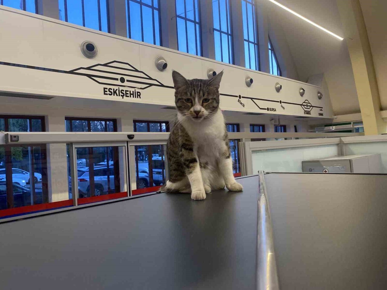 ESKİŞEHİR TREN İSTASYONU'NA SÜREKLİ GİRİP ÇIKAN VE OTURAKLARDA UYUYAN SEVİMLİ KEDİLER, YOLCULARIN...