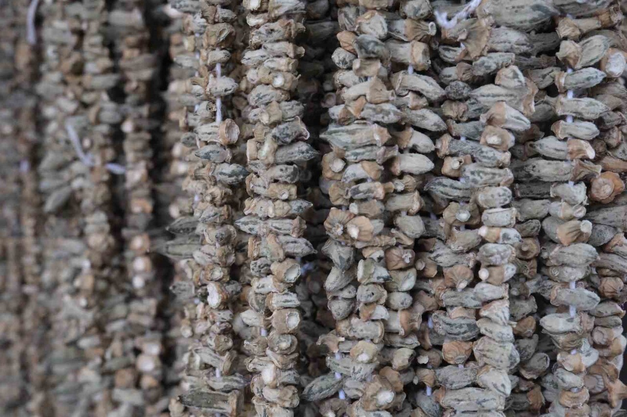 GAZİANTEPLİLERİN KIŞ AYLARINDA SOFRALARINDAN EKSİK ETMEDİĞİ KURU BAMYA, BU YIL TEZGAHLARDA KİLOSU...