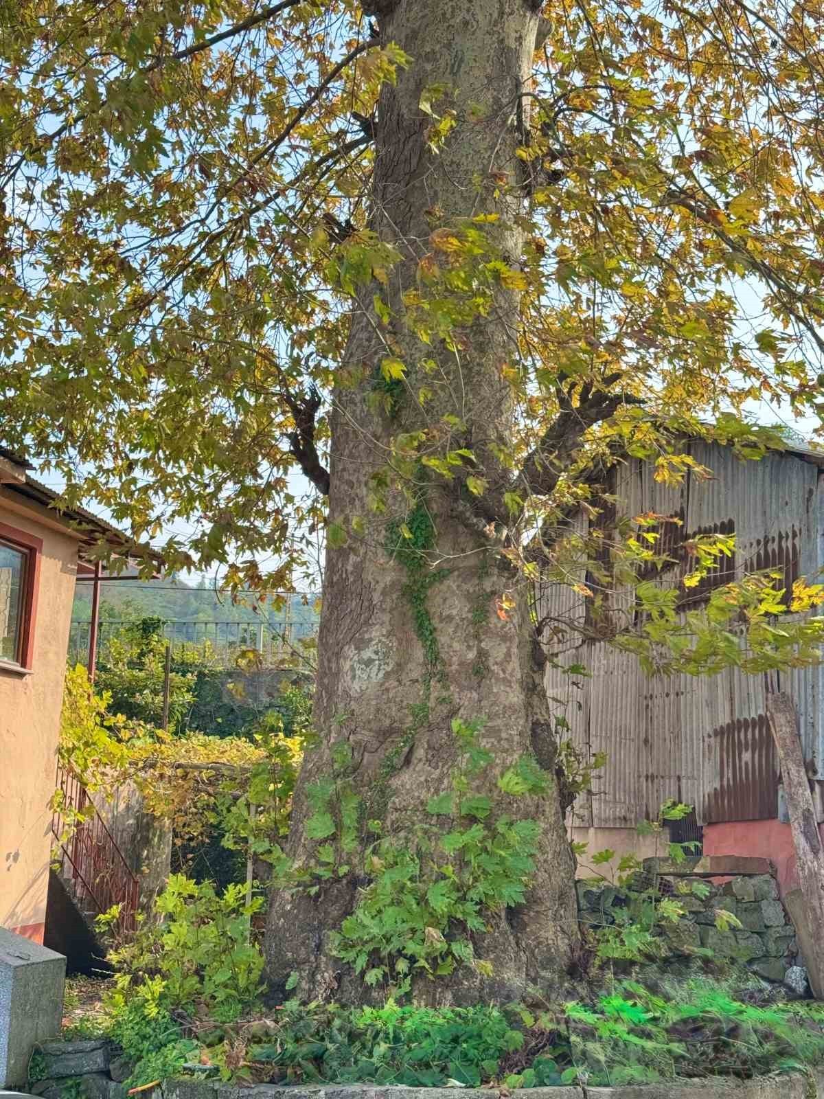 GİRESUN’UN KEŞAP İLÇESİ KULAK MEVKİSİNDE, LİMAN İÇİNDE BULUNAN VE ASIRLIK YILLIK OLDUĞU BELİRTİLEN...