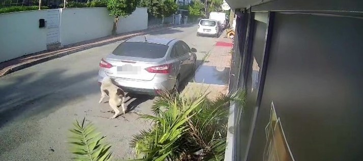 GÖRÜNTÜLERDE, ŞÜPHELİNİN KÖPEKTEN KAÇTIĞI, ARDINDAN TABANCAYLA ATEŞ ETTİĞİ GÖRÜLDÜ...