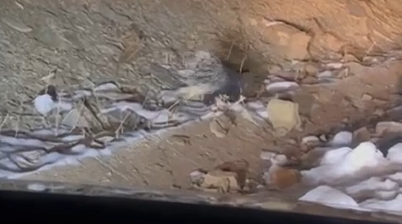 HAKKARİ’NİN YÜKSEKOVA İLÇESİNDE NADİR GÖRÜLEN HİNT OKLU KİRPİSİ VATANDAŞLAR TARAFINDAN KAYIT...