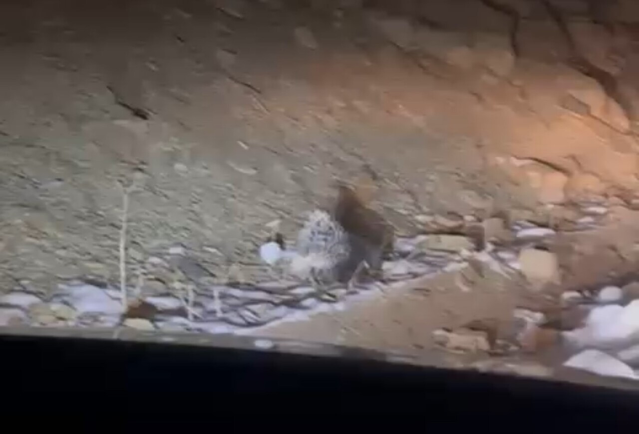 HAKKARİ’NİN YÜKSEKOVA İLÇESİNDE NADİR GÖRÜLEN HİNT OKLU KİRPİSİ VATANDAŞLAR TARAFINDAN KAYIT...