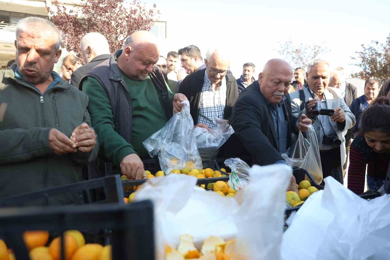 HATAY'DA VERİMİN YÜKSEK OLDUĞU MANDALİNADA TARLA FİYATI 2 TL'YE KADAR DÜŞÜNCE ÜRETİCİLER, ...