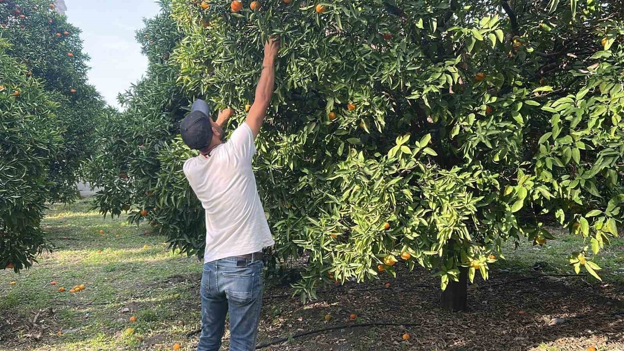 HATAY'IN İSKENDERUN İLÇESİNDE DÜZENLENEN NARENCİYE FESTİVALİ'NDE VATANDAŞLAR, ZİRAAT PARK'TA...