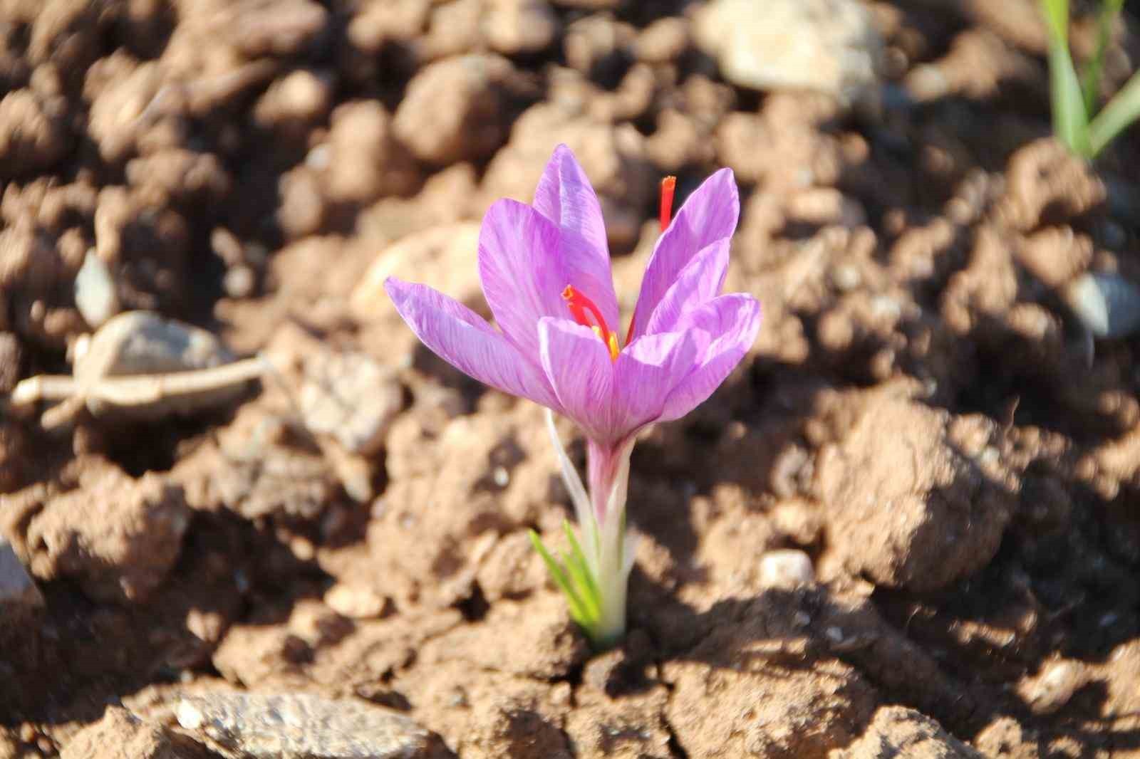 HONAZ BELEDİYESİ YEREL TOHUM MERKEZİ’NDE YAKLAŞIK BİR AY ÖNCE TOPRAKLA BULUŞTURULAN SAFRAN...
