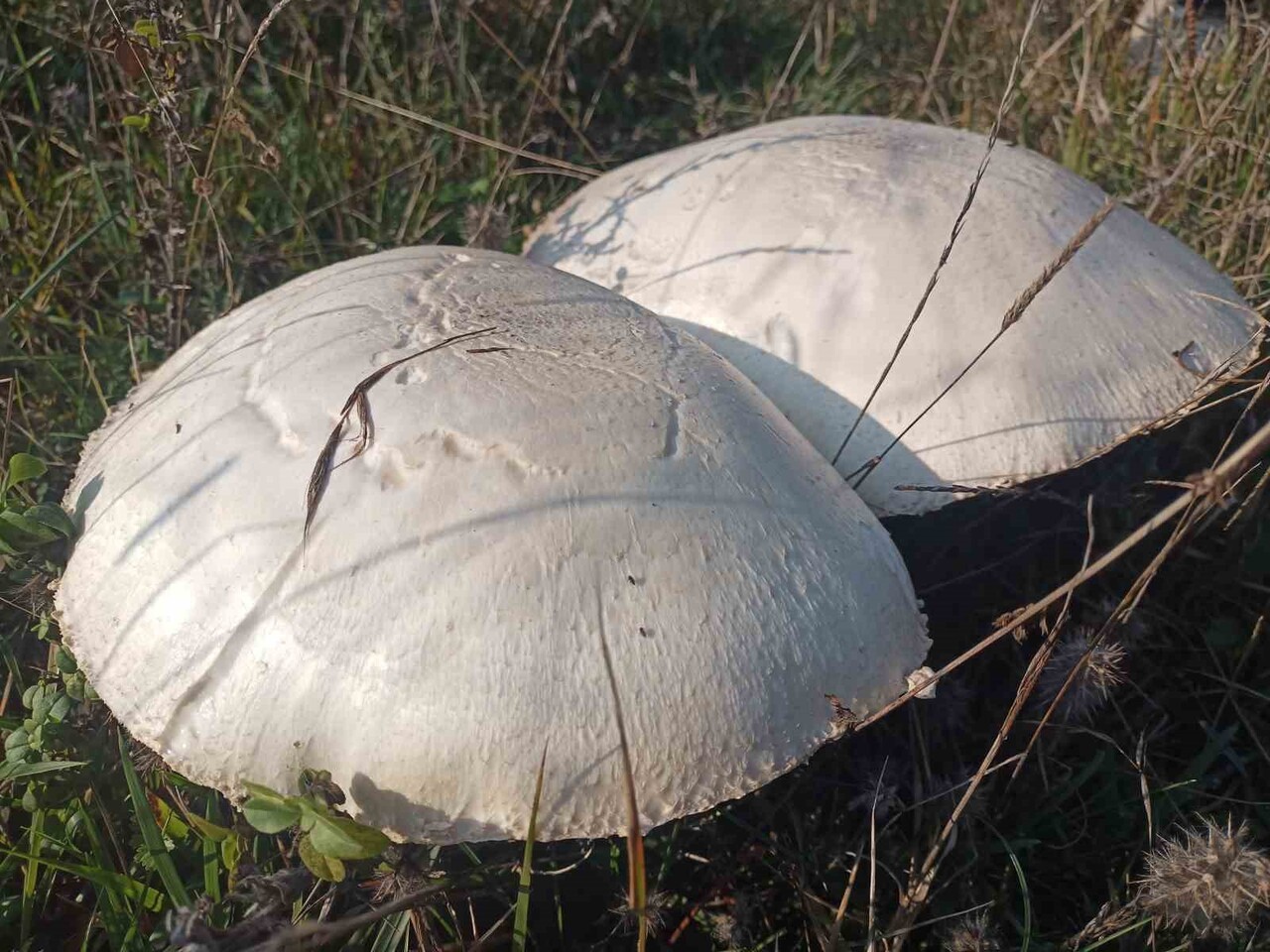 “İÇİ KIZIL” OLARAK BİLİNEN DOĞAL MANTARLAR, 25 SANTİMİ AŞAN DEV BOYUTLARIYLA GÖRENLERİ HAYRETE...