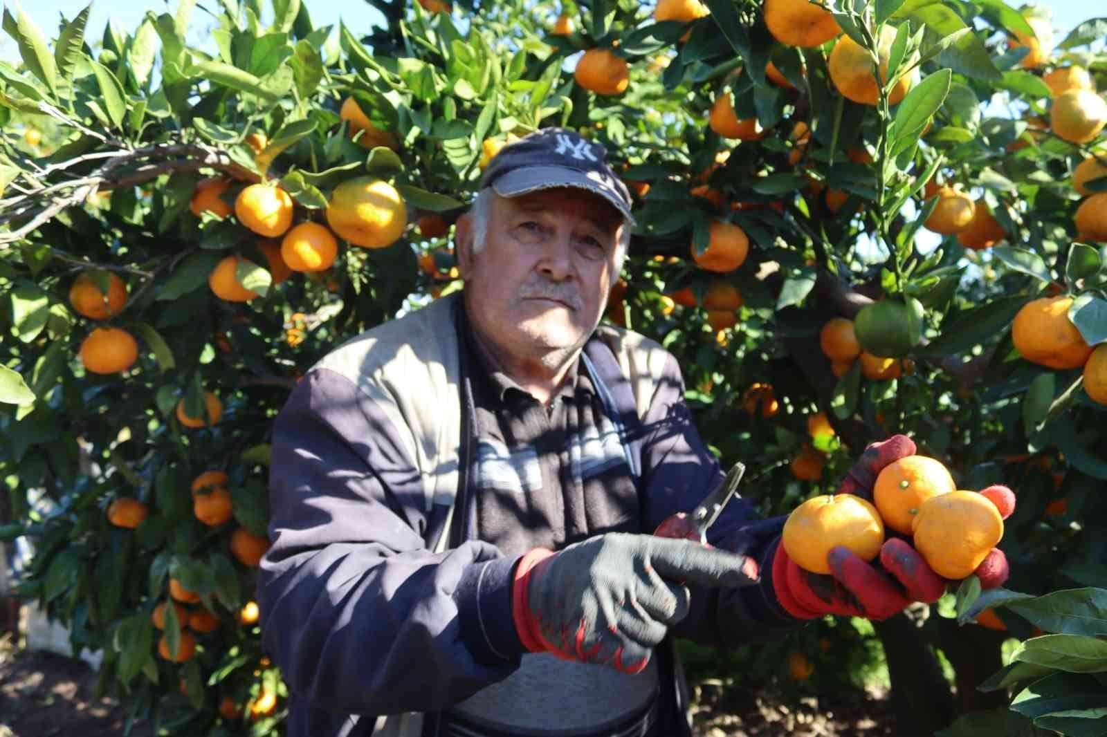 İZMİR’İN SEFERİHİSAR İLÇESİNDE SATSUMA MANDALİNASININ HASADI BAŞLADI. YÜKSEK REKOLTENİN BEKLENDİĞİ...