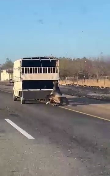 KAMYONETİN ARKASINA BAĞLANAN AT YOLDA SÜRÜKLENDİ