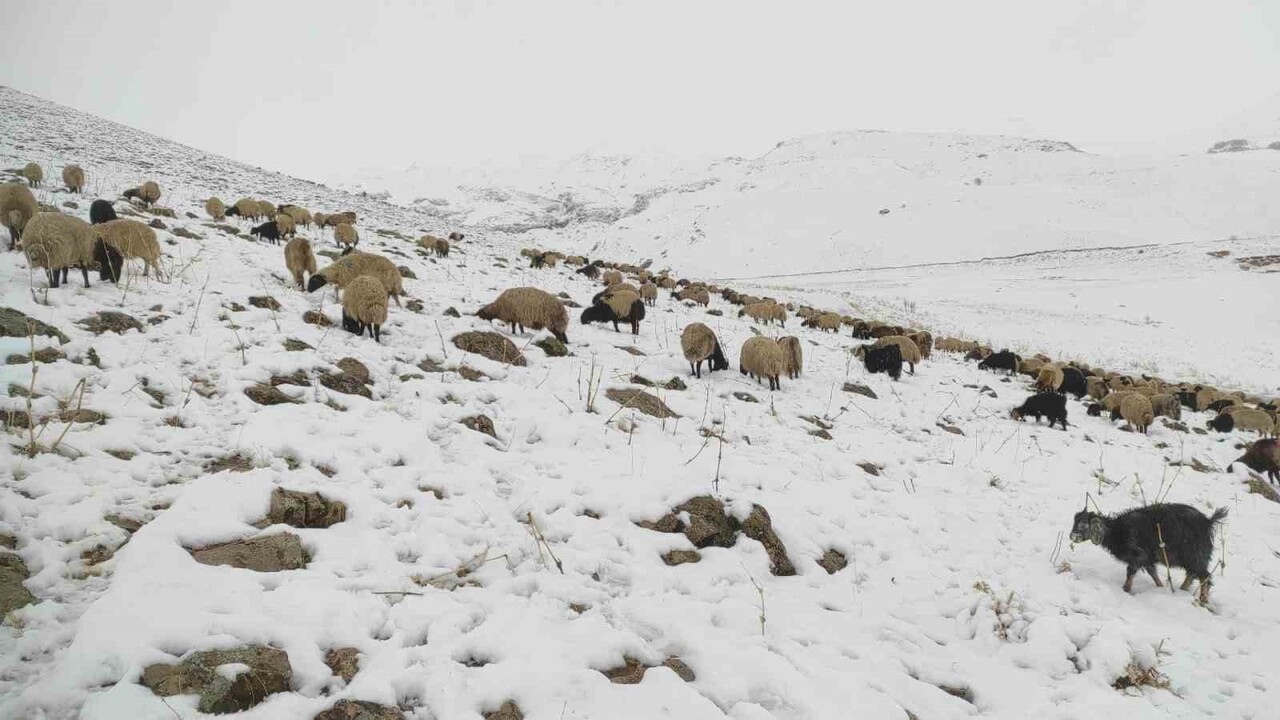 KAR YAĞDI KOYUN SÜRÜSÜ YAYLADA KALDI. YÜKSEK RAKIMLI YAYLADA KALAN AİLELER KAR’A TESLİM OLDU....