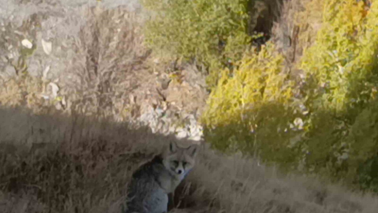 KARS'TA KIZIL TİLKİ YİYECEK ARARKEN GÖRÜNTÜLENDİ
